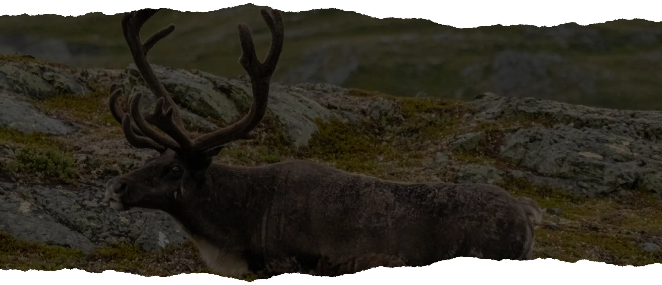 bannerDebitageCaribou