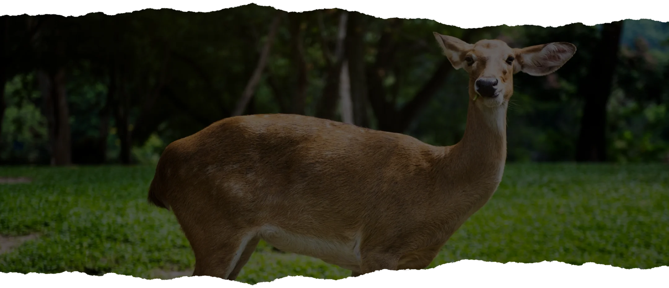 bannerVenaisonFemelle