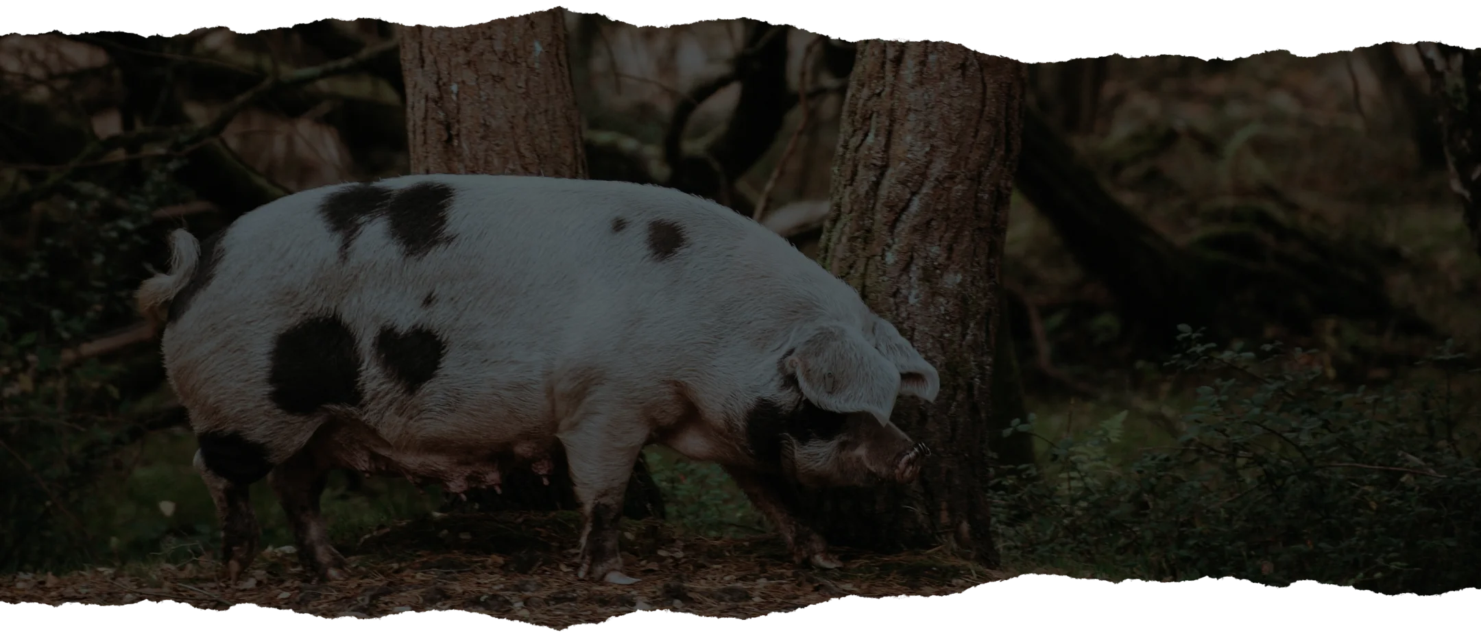 debitagePorc