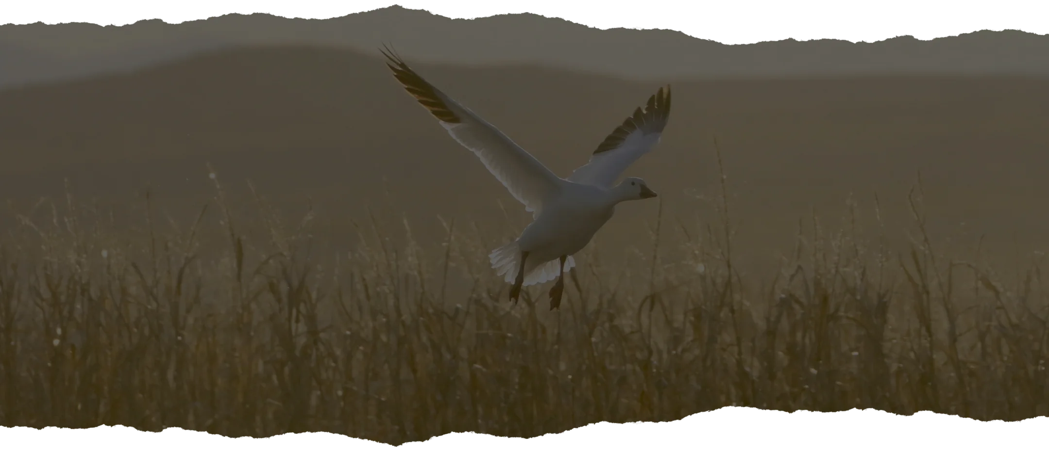 img-loie-neiges